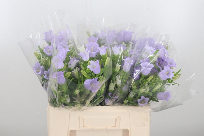 <h4>Campanula Cham Lavender</h4>