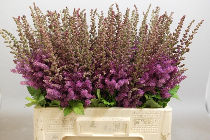 <h4>Astilbe Maggie Daley</h4>