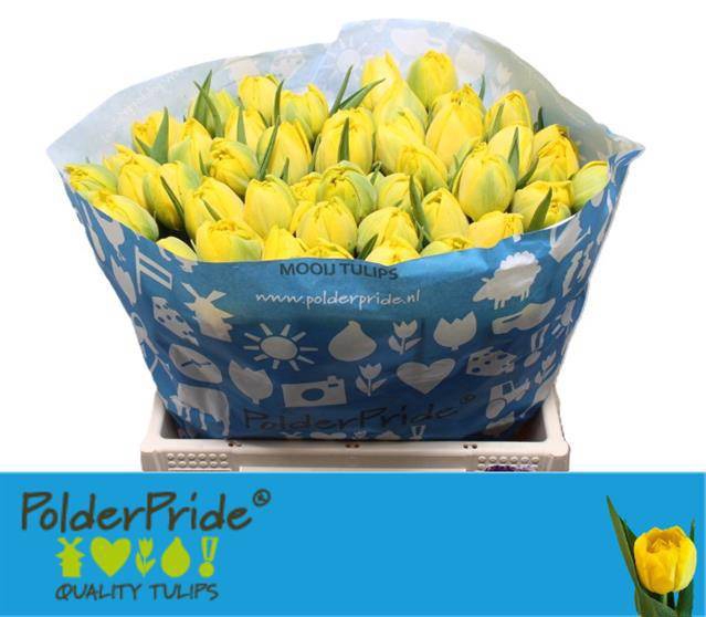 <h4>TU DU NIKON</h4>