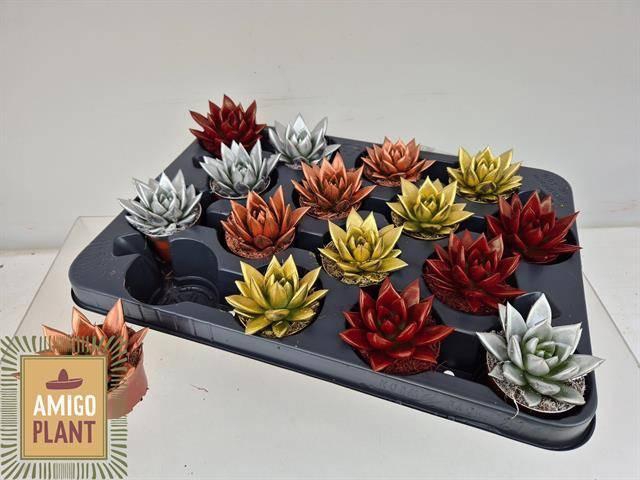 <h4>ECHEV MIRANDA</h4>