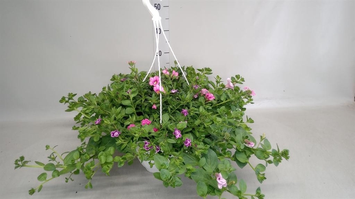 <h4>Hanging plant ...</h4>