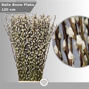 T Salix Ca Snow Flake 120cm