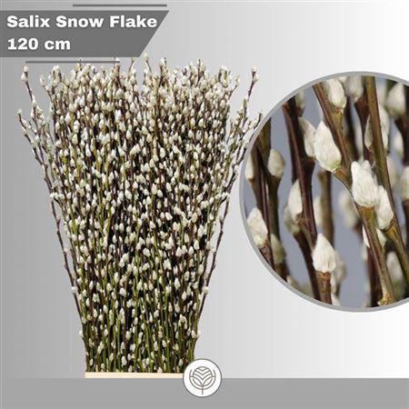 <h4>T Salix Ca Snow Flake 120cm</h4>