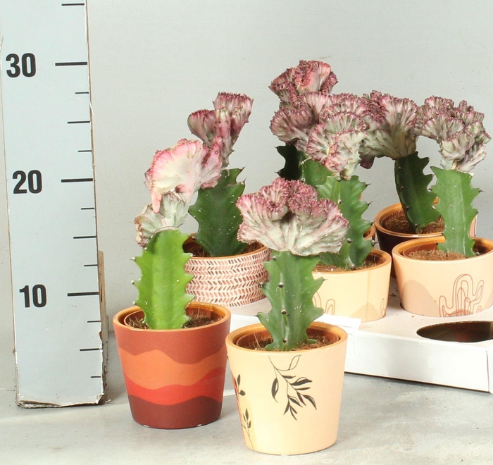 <h4>EUPHOR LAC CRISTATA</h4>