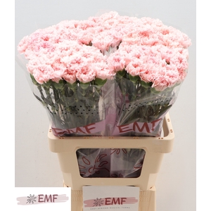 Di St Jodie EMF