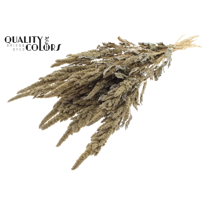 <h4>Amaranthus per bunch Frosted White</h4>