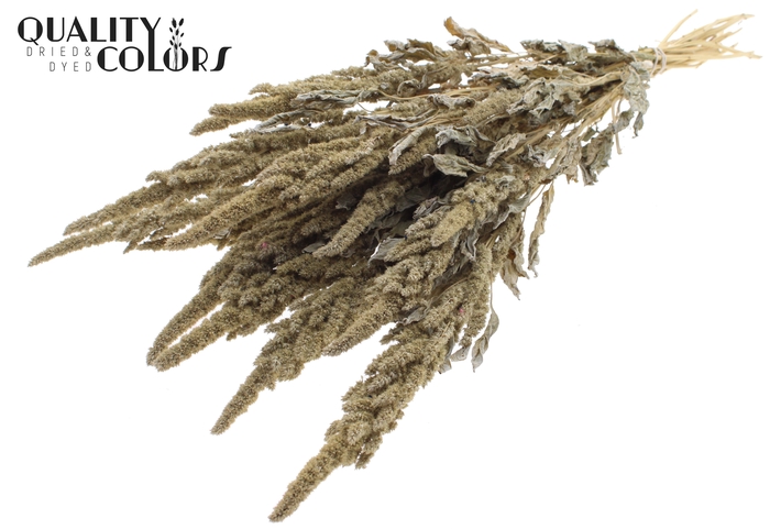 Amaranthus per bunch Frosted White