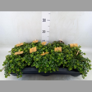 Sedum makinoi 'Kosmosje'