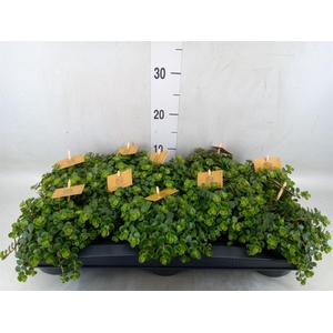 Sedum makinoi 'Kosmosje'