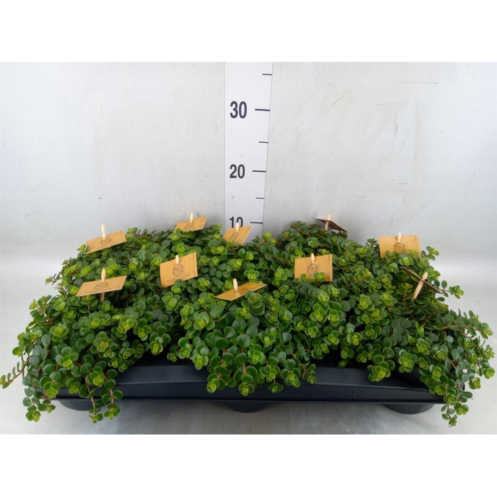<h4>Sedum makinoi 'Kosmosje'</h4>