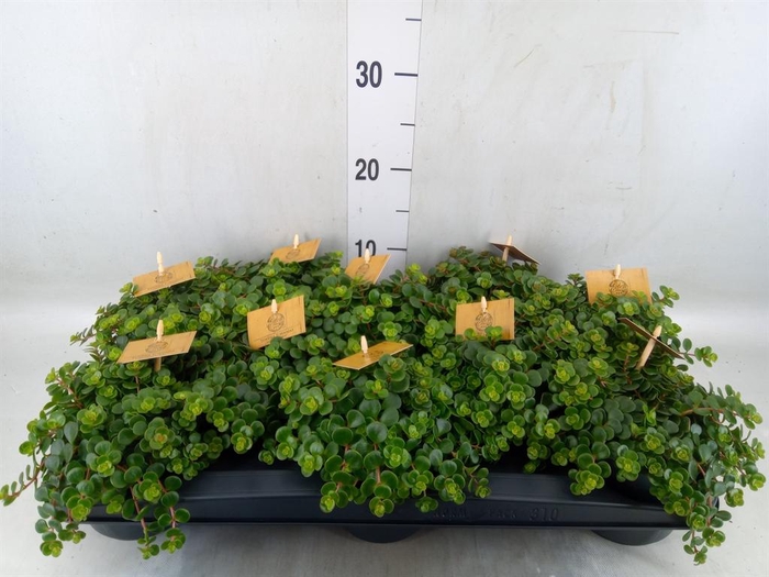 <h4>Sedum makinoi 'Kosmosje'</h4>