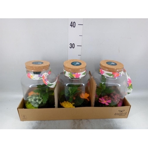 Arr.    Planten  H%