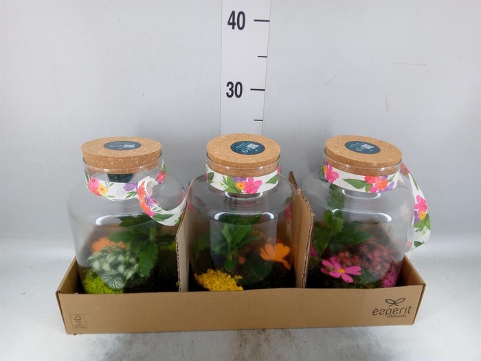 <h4>Arr.    Planten  H%</h4>