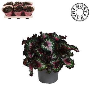 Begonia feuille (Rex Grp) Purple Blush