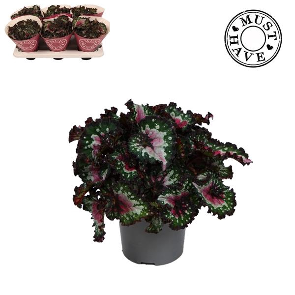 <h4>Begonia feuille (Rex Grp) Purple Blush</h4>