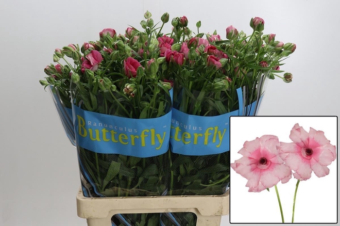 <h4>RAN BUTTERF JUPITER</h4>