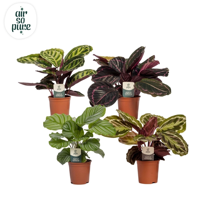 <h4>Calathea roseapicta gemengd</h4>