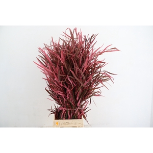 GREVILEA PINK 200GR
