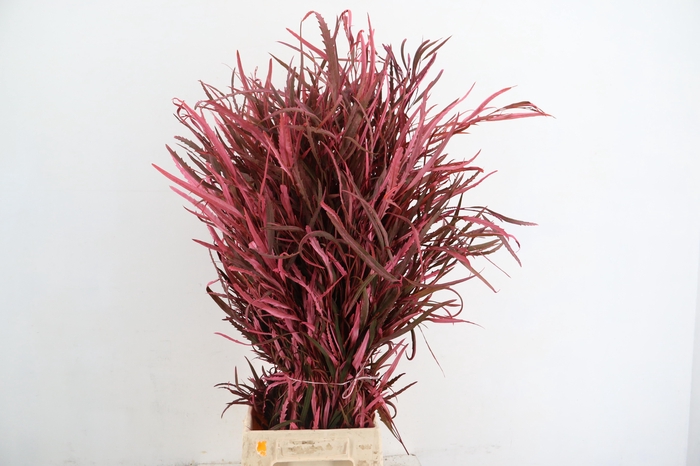<h4>GREVILEA PINK 200GR</h4>