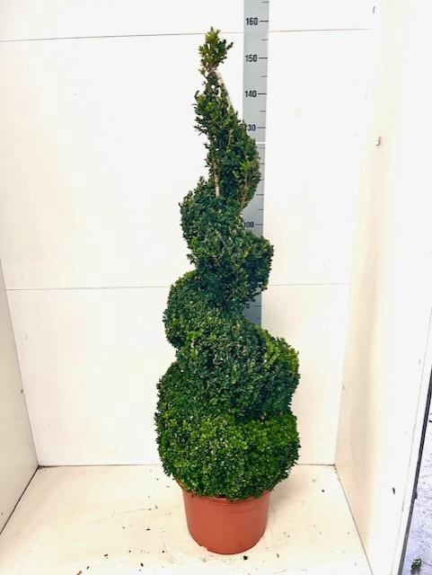 <h4>BUXU SEMPERVIRENS</h4>