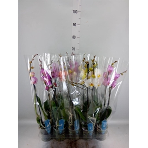 Phalaenopsis   ...mix  5