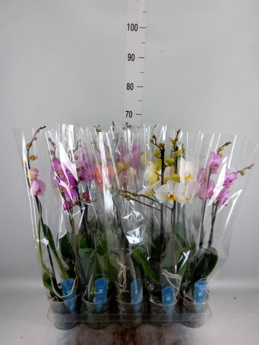 <h4>Phalaenopsis   ...mix  5</h4>
