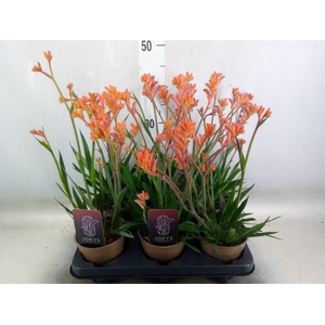 Anigozanthos   ...