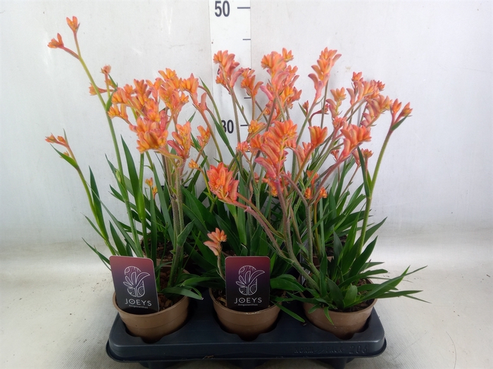 <h4>Anigozanthos   ...</h4>