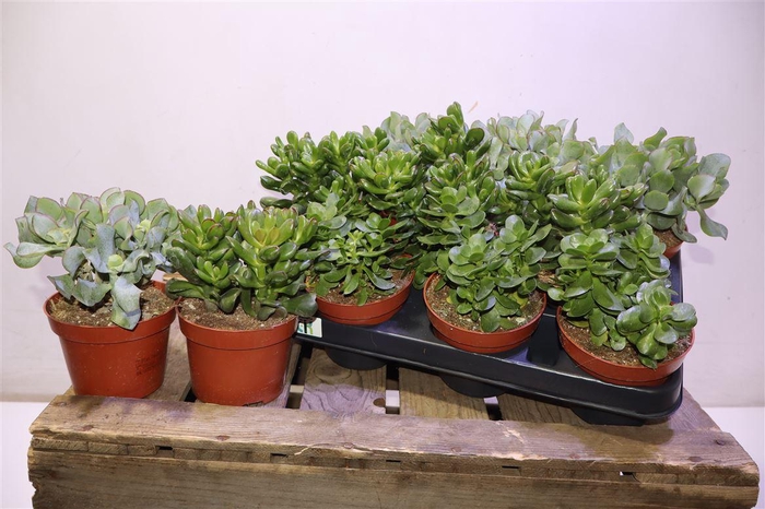 <h4>arr8 Crass Overig Gem</h4>