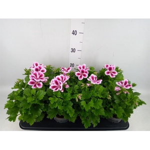 Pelargonium gran.   ..