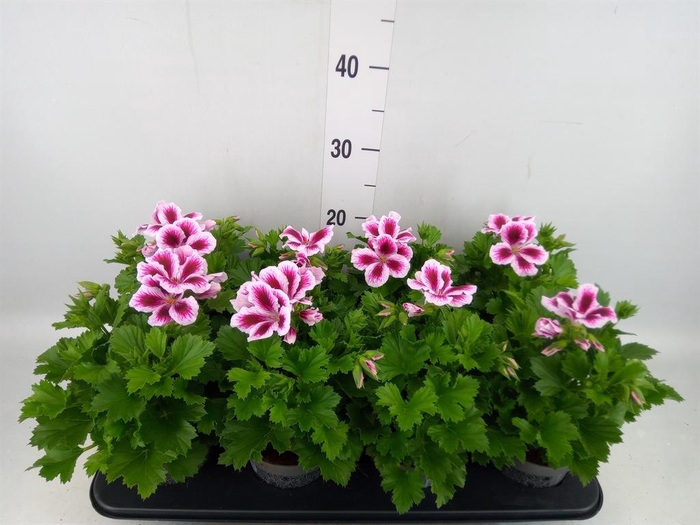 <h4>Pelargonium gran.   ..</h4>
