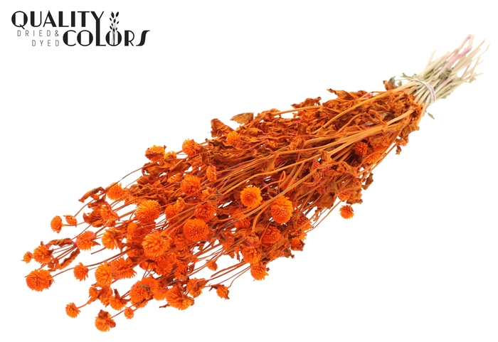 <h4>Gomphrena per bunch Orange</h4>