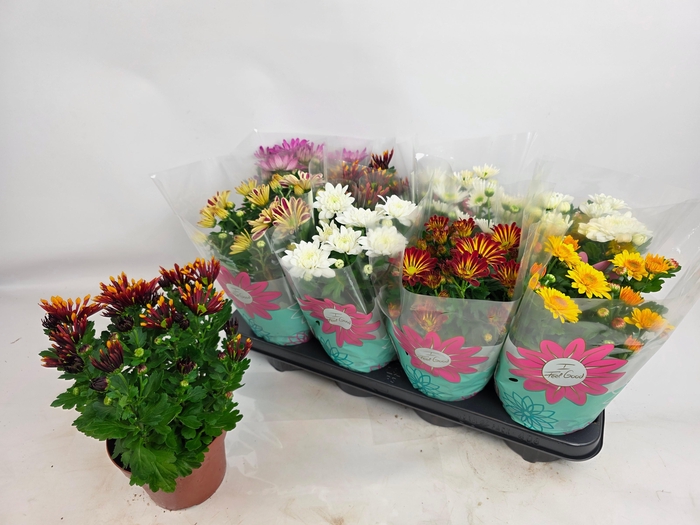 <h4>CHRYS GEM 7 KL</h4>