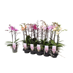 Phal. Multiflora 2-tak mix 30+ bloem