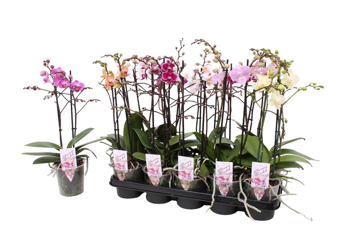 <h4>Phal. Multiflora 2-tak mix 30+ bloem</h4>