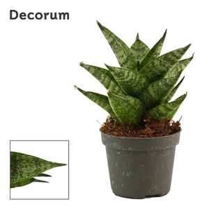 Sansevieria Brilliant crown 6 cm (Decorum)