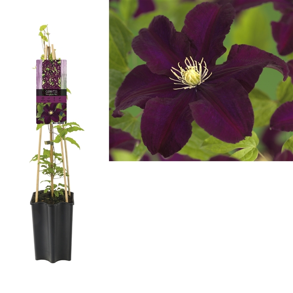<h4>Clematis 'Warszawska Nike' +light label</h4>