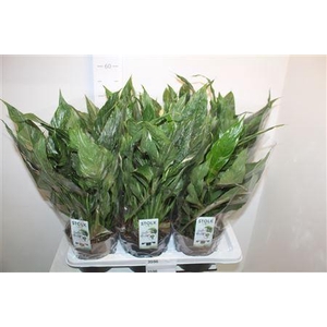 Spath Diamond Bontbladig P17