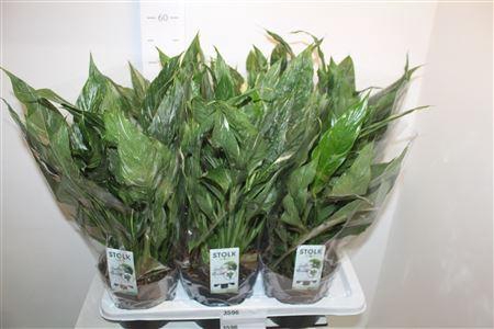 <h4>Spath Diamond Bontbladig P17</h4>