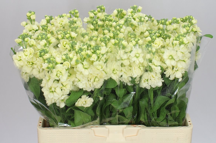 <h4>Matthiola Cream</h4>