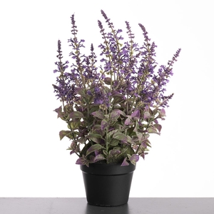 Af Coleus In Pot H58cm Purple