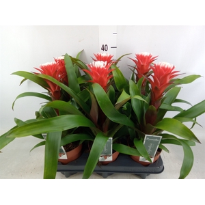 Guzmania  'Hope'