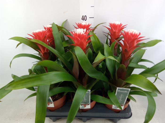 <h4>Guzmania  'Hope'</h4>