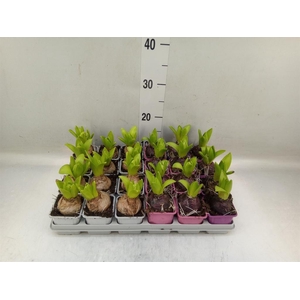 Hyacinthus orie.   ...mix 4