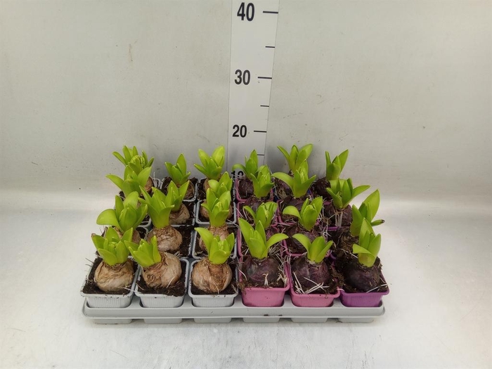 <h4>Hyacinthus orie.   ...mix 4</h4>