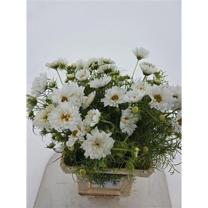 COSMOS BIPINNATUS WHITE