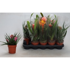 BROMELIA GEM