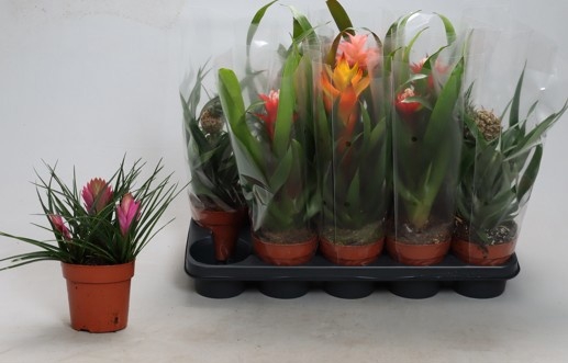 <h4>BROMELIA GEM</h4>