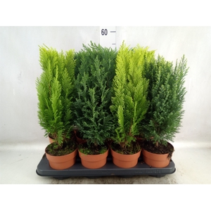 Conifers   ...mix