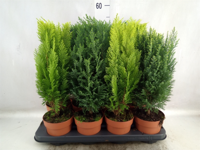 <h4>Conifers   ...mix</h4>